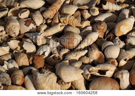 Shell Fosils Texture