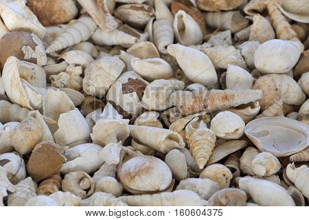 Shell Fosils Texture
