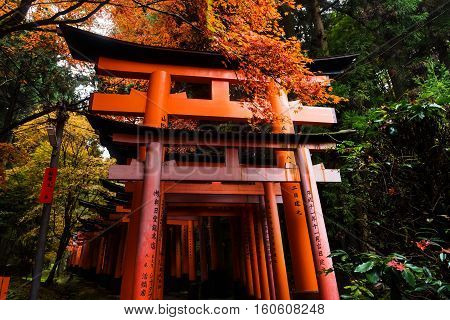 Torii Gate With Fall Colors At Fushimi Inari, Kyoto