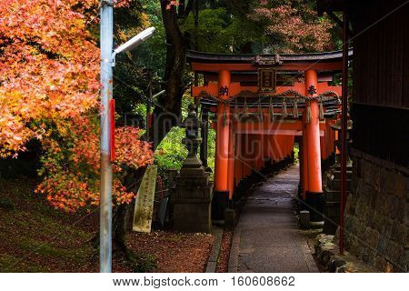 Torii Gate At Autumn In Fushimi Inari, Kyoto