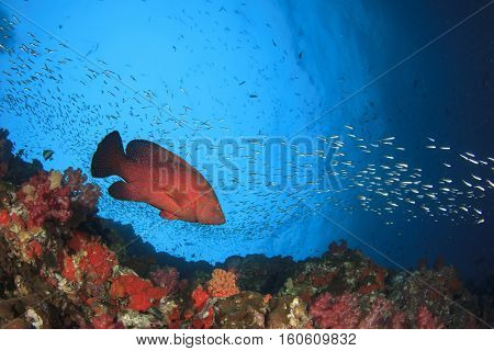 Underwater fish and coral reef in ocean