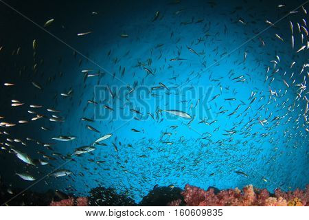 Underwater fish and coral reef in ocean