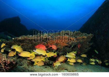 Underwater fish and coral reef in ocean
