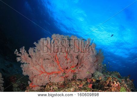 Underwater fish and coral reef in ocean