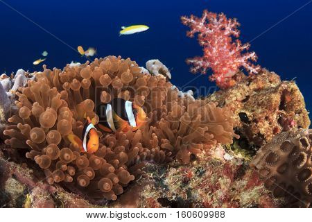 Tropical reef with Clarke's Anemonefish (Clownfish), fish and red soft corals