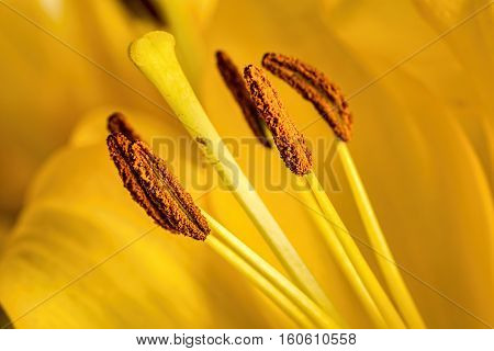 Macro shot of a yellow lilium pollen anther