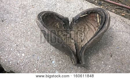 The Heart Shape from Nature it is the fruit of tree in Thailand