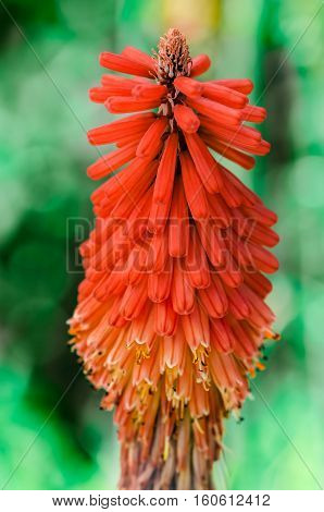 Kniphofia Northiae Octopus red-hot poker aloe flower colourful decorative plant closeup