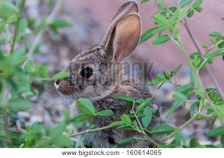 Side profile portrait of cute wild desert cottontail rabbit with big ears and green plants