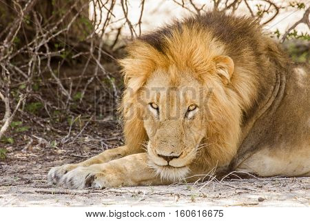 portrait of a wild male lion resting in the bush in Kruger national park, South Africa