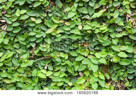 Creeping fig (Ficus pumila) on the wall house