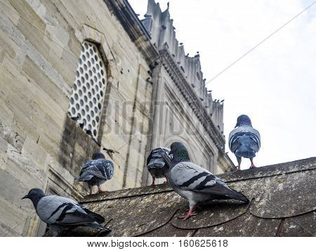 Pigeons in the courtyard of a mosque. Pigeons have made contributions of considerable importance to humanity especially in times of war. In war the homing ability of pigeons has been put to use by making them messengers.