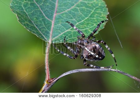Spider / Spider crawling on a plant.