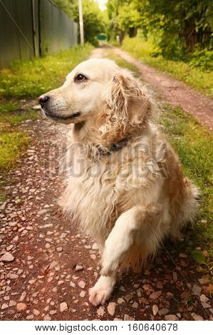 Labrador Retriever She Dog Close Up Photo