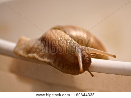 Snails / Snails crawling slowly on the table