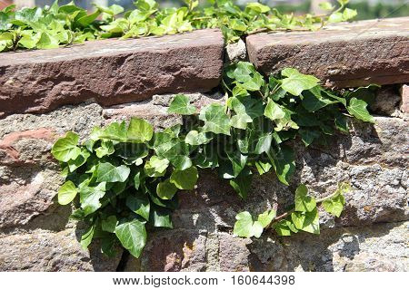 Ivy / Ivy - creeping shrubs clinging to their adventitious roots of the walls, tree trunks, and so on.
