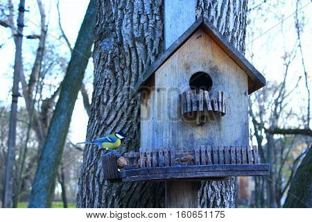 titmouse on the feeding-rack like a small house seeks the birdseed