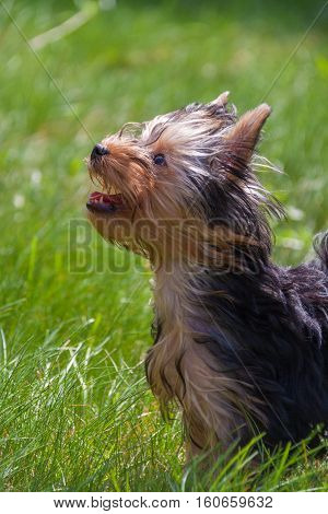 An amazing Yorkshire Terrier poses in the grass