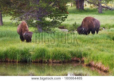 Bison grazing in the tall grass in Yellowstone Ntional Park United States