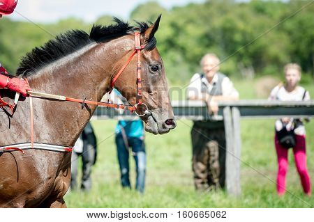 racing horse portrait close up on competition