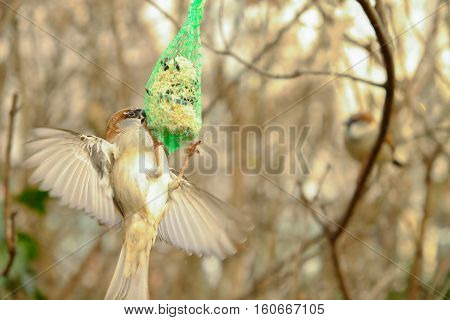 Sparrow feeding from a grid trough on a tree in winter in Germany.