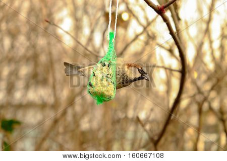 Sparrow feeding from a grid trough on a tree in winter in Germany.