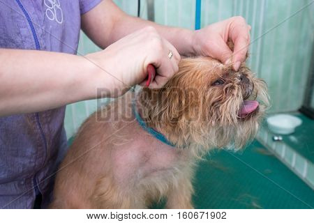 Woman groomer makes trimming Brussels Griffon gog