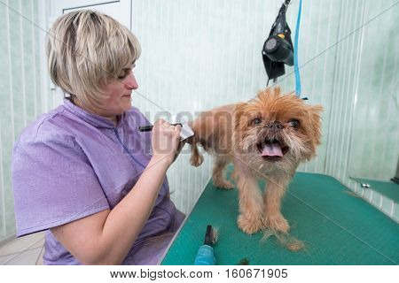 Woman groomer makes trimming Brussels Griffon gog