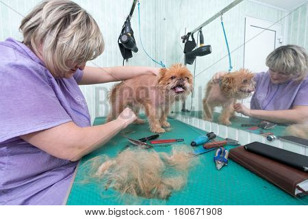 Woman groomer makes trimming Brussels Griffon gog