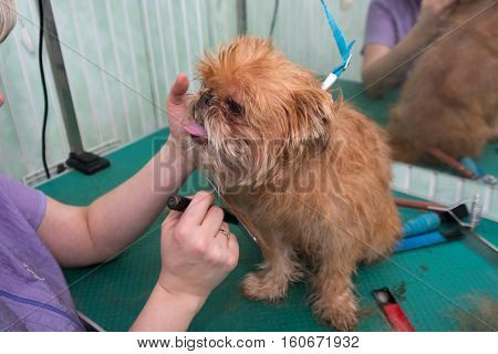 Woman groomer makes trimming Brussels Griffon gog