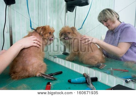 Woman groomer makes trimming Brussels Griffon gog