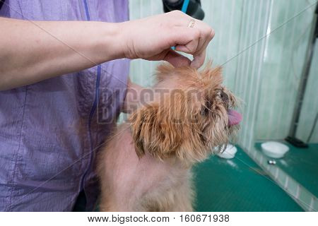 Woman groomer makes trimming Brussels Griffon gog