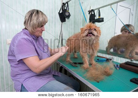 Woman groomer makes trimming Brussels Griffon gog