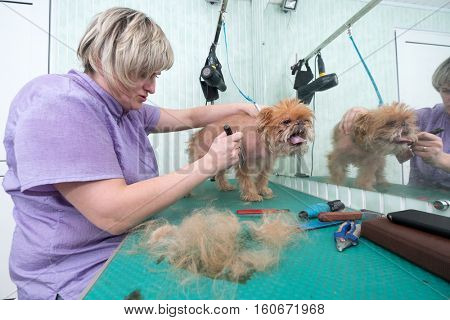 Woman groomer makes trimming Brussels Griffon gog