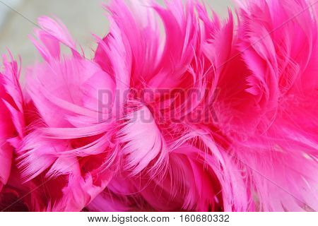 pink wood dust chicken feather texture and background