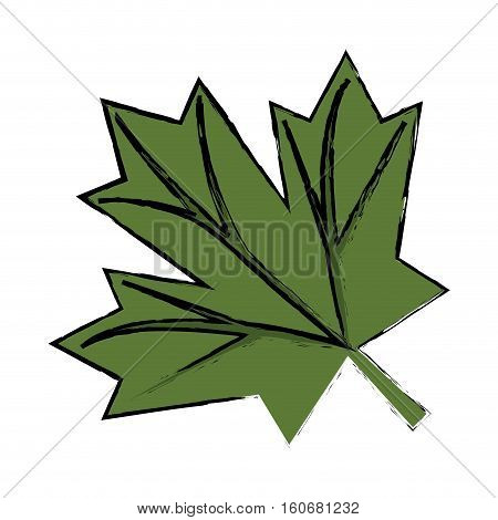 maple leaf green sign canadian sketch vector illustration eps 10