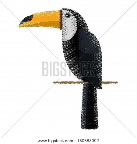 drawing brazilian toucan bird nature vector illustration eps 10