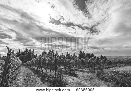Grapes growing in a vineyard on a partly cloudy summer day. Black and white photo.