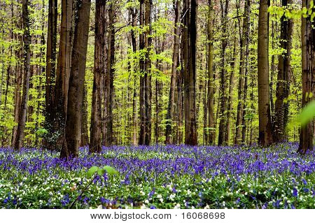 A Hallerbos, Brüsszel, egy erdőben tele bluebells közelében