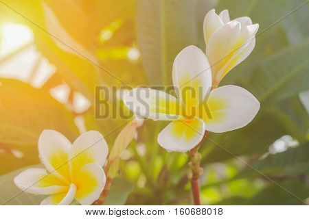 plumeria flower desert rose beautiful on the tree selective focus( Scientific name ApocynaceaeFrangipani Pagoda Temple ) with sunset light tone.