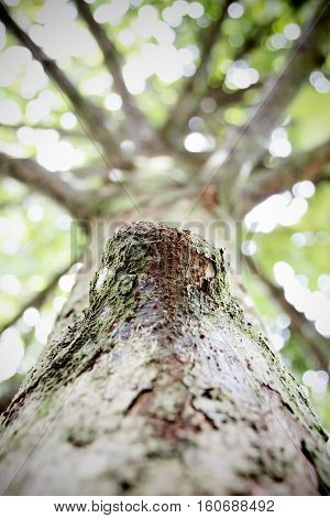 Closed up gnarl of tree uprisen angle view