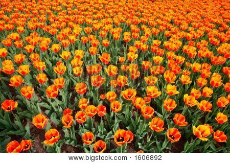 Tulipány