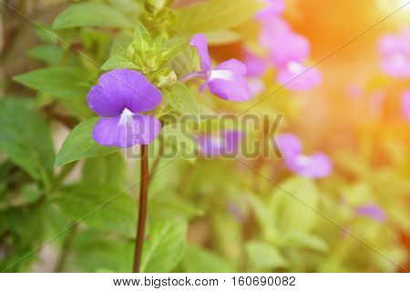Purple Brazilian snapdragon beautiful flower Select focus with shallow depth of field with sunset light tone. ( Otacanthus caeruleus Lindl Blue Hawaii bush )