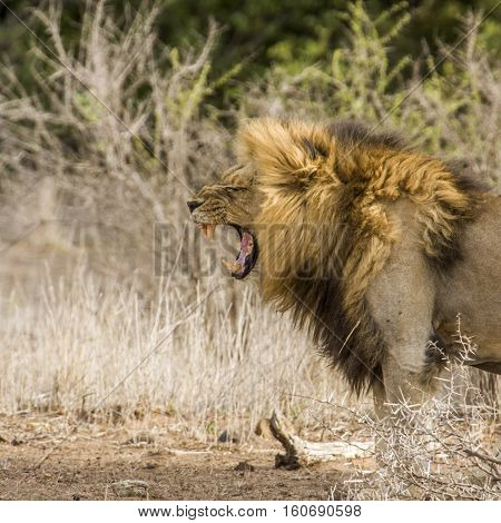very ferocious male lion roaring in savannah in Kruger Park, South Africa