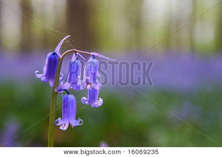 Egyetlen bluebell Jácint, többek között a milliók a tavasz