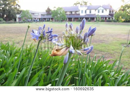Purple agapanthus flower about to bloom open in stately old heritage home garden estate
