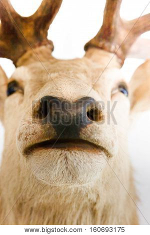 Closeup of an elk or deer Muzzle and nose head is blurred from the upper horn side
