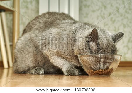 British short hair cat eating dry food from glass bowl