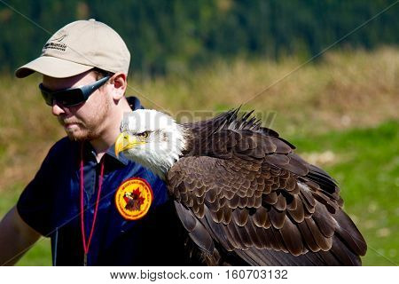 VANCOUVER CANADA - JUNE 12 2010: A handler with a trained Bald Eagle on Grouse Mountain