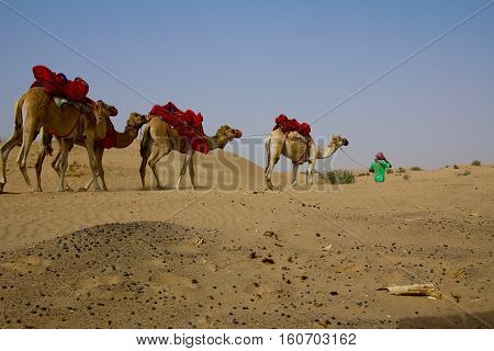 A young shepherd walks with his group of camels in Dubai, UAE